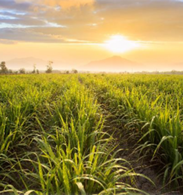 Biobased Plastics